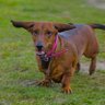 LongDogCoin profil fotoğrafı