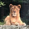 全てを悟ったライオン profil fotoğrafı