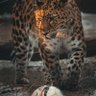 Фото профиля jaguar