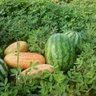 Profilbild von काचरिया मतीरा रो धणी🍈🍈🍉🍉