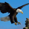 Aigle Royal profil fotoğrafı