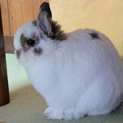 Moco20190210's profile picture