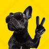 Bully's profile picture