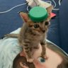 Фото профиля سید یوگی🐈