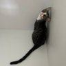 urbandot's profile picture
