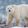 President of Greenland's profile picture