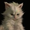 ِ profil fotoğrafı