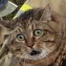 Фото профиля 狼狽える猫