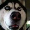 0x4z1's profile picture