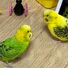さとか🐸🦜's profile picture