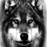 Фото профиля Lone wolf