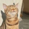 Profilbild von ねこねこねーこ🐱🍦