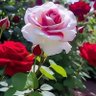 Фото профиля المتفائل
