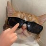 meow😻's profile picture