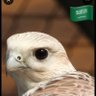 Profilbild von hamad6992