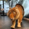 jay38 profil fotoğrafı