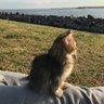 CAT22 的头像
