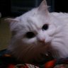 大β反市 profil fotoğrafı