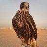 طلال الثقفي 的头像