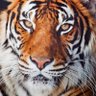 Rednas profil fotoğrafı
