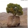 Фото профиля المتوكل على الله