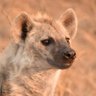 hyenalal profil fotoğrafı