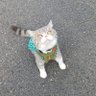 野良猫タマちゃん 的头像