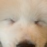 Profilbild von わたがし