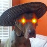Profilbild von pdstone