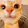 Vini_❤️🩹 profil fotoğrafı