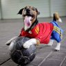 Manuel Buselli's profile picture