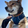 らいたサン🐕 profil fotoğrafı