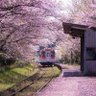 Profilbild von さくら🌸