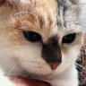にゃん's profile picture