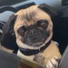 Pug thoughts profil fotoğrafı