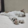 Komeng's profile picture
