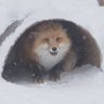 🦊's profile picture