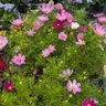 秋桜❀コスモス profil fotoğrafı