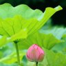 Hiển Nguyễn 的头像