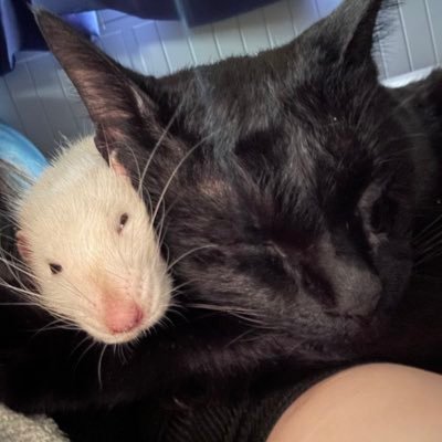 yo_kansan's profile picture