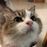 Kozy's profile picture