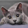 SörröW's profile picture