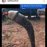Rafikul Saikh profil fotoğrafı