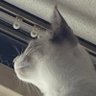 勝手にジャッジあもきち&猫垢 的头像