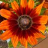 Veronica de Broglie profil fotoğrafı