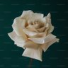 Zelew's profile picture