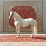 عبدالله profil fotoğrafı