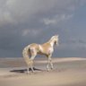 ابراهيم مسفر الأكلبي's profile picture