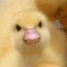 G's profile picture