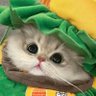 每日大赛's profile picture